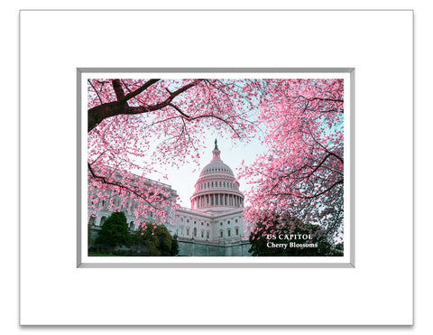 8"x 10" US Capitol Matted Print Cherry Blossoms