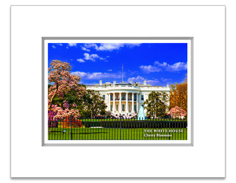 8"x 10" White House Matted Print Cherry Blossoms